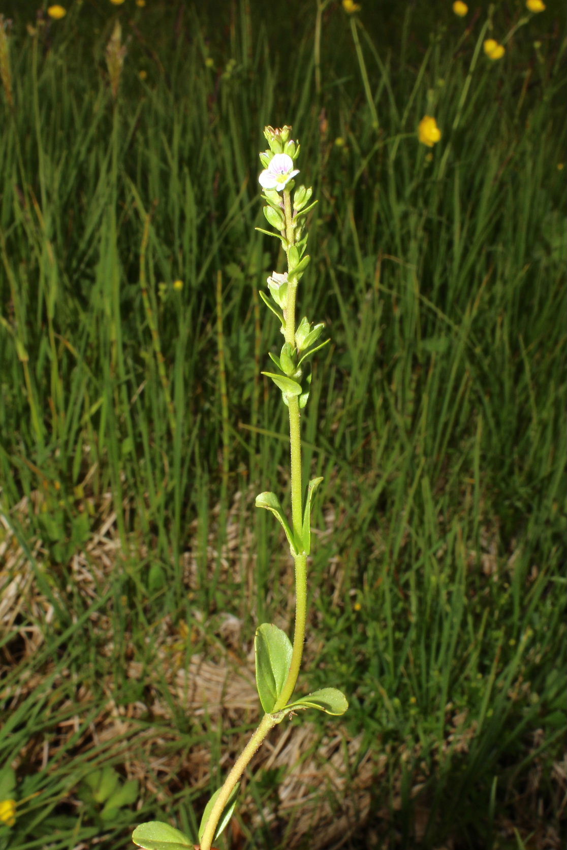 Veronica da determinare